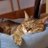 cat's🐈6のアイコン