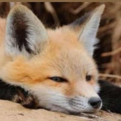 Rofox11's profile picture. なんだかんだ毎日楽しんでます
朝は鮭派です。