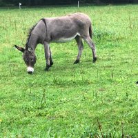 flying donkey (@roothtur) Twitter profile photo
