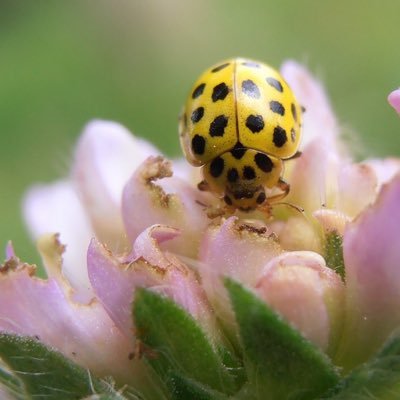 kindertherapeut, kunstenaar, musicus, chronisch ziek en rolstoeler