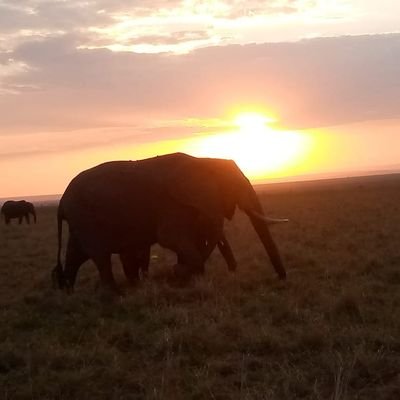 ANDUYAADVENTURE's profile picture. A person full of fun, talkative,who likes to visit new place,new people, animals and arts in general.
https://t.co/7O6RIhY3k6