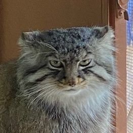 Tjv0lNf's profile picture. マヌルネコ　猫科　まねき猫　テディベア　野鳥　ティム・バートン　映画　アニメ　夏目友人帳　動物園　花　木の実　恐竜　爬虫類　焼き物　宇宙　雲　景色　散歩　公園　スイーツ　果物　きな粉　ほうじ茶　ラーメン　ハンバーグ　お笑い　聖飢魔II　マンウィズ　ABC　鉄道　レトロ　銭湯　ディズニー　ダッフィー　チップとデール