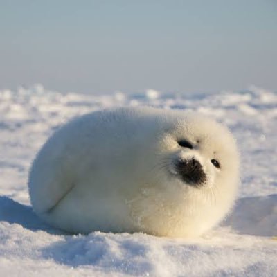 Shoppo4shopping's profile picture. 