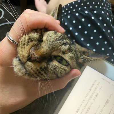 kankan28's profile picture. 田舎の経営者です。/「おれたち LIVES MATTER」というPodcastを配信中。気の迷いついでに聴いてもらえると最高です。 番組ハッシュタグは #おれまた で。 ▶番組へのリンク、各種情報、お便りなどは下記URLから。