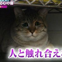 したらば・オリジナル (@chokeseff) 's Twitter Profile