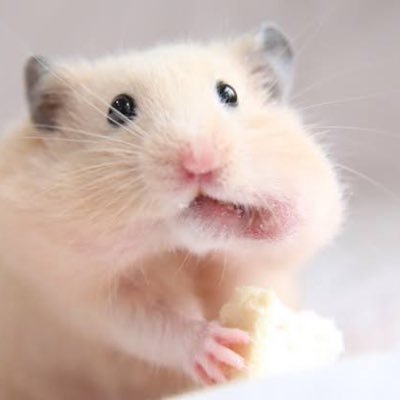 お取引き兼オタ垢/プロフカードぜひご一読ください