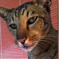 universal one love jim (@importancatpete) 's Twitter Profile Photo universal one love jim (@importancatpete) 's Twitter Profile Photo