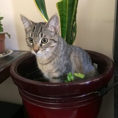 Squishyさんのプロフィール画像