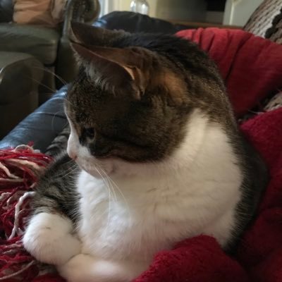erica_overbeek's profile picture. Lover of all things cat, garden, food and of course my family