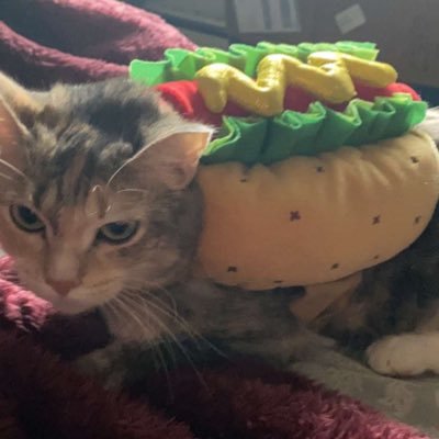 | 🏳️🌈bi🏳️🌈 | 26|| UIUC CHEM 2020 🌽 | she/they | my cat’s name is Aoth |