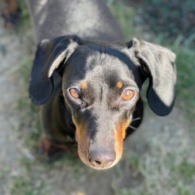 Black & Tan miniature dachshund, proud #Sausagearmy member!