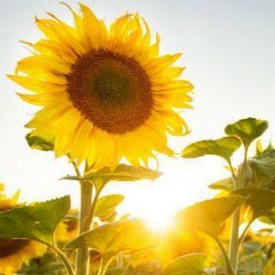 carolsandoval94's profile picture. 