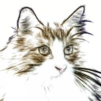  Frau mit Kater 📯 🇺🇦 👱‍♀️ + 🐹 (@katerfrau) 's Twitter Profile Photo