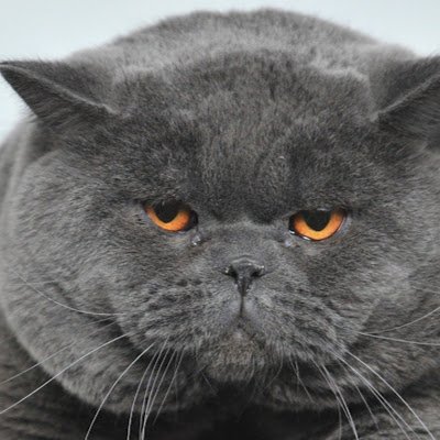 gorilladick445's profile picture. 