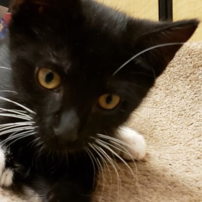 MrPrinceMikka1's profile picture. TO KNOW WHAT IS RIGHT AND DO NOTHING IS THE WORST COWARDICE 😕