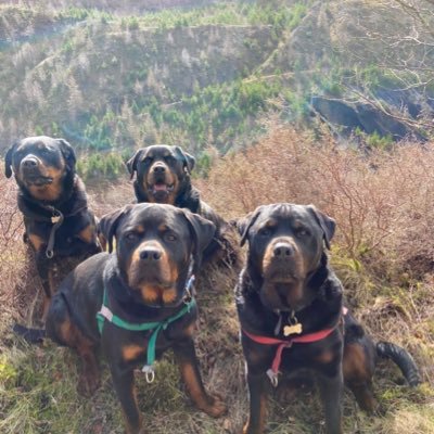 Love rescuing Rotties and I keep on running despite my age !!!🏴󠁧󠁢󠁷󠁬󠁳󠁿