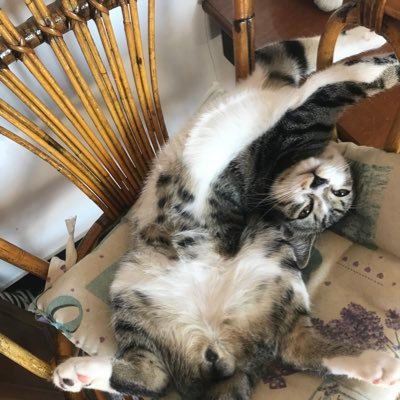 LeylaMayfair's profile picture. 