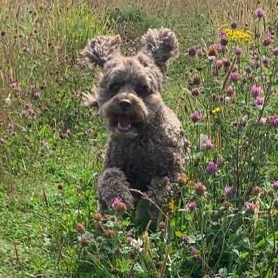 Me, myself and I. All tweets my own personal views and does not represent any organisations I am affiliated to! Trustee @nrcpd