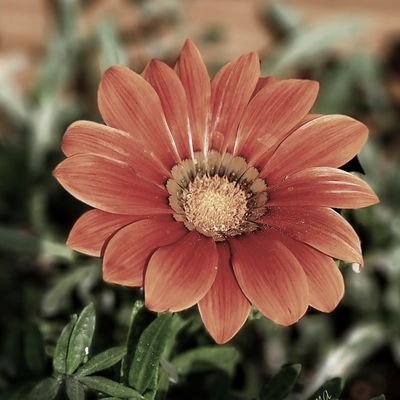 SeemaSirohi6's profile picture. Retired Associate Professor