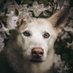 Lucinda the Wolf (@lucindathewolf) Twitter profile photo Lucinda the Wolf (@lucindathewolf) Twitter profile photo