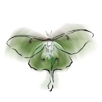 lunamoth.vpさんのプロフィール画像