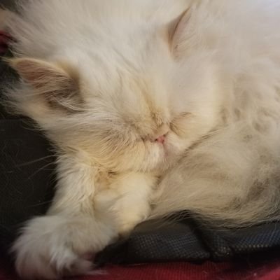 occulthistorian's profile picture. my personal/fandom account for sharing the things not related to my job :) Vestibular Migraines | Historian | Dancer | Reader | she/her