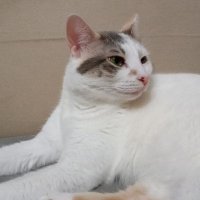Kedi Maya (@clubyedek) Twitter profile photo