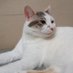 Kedi Maya (@clubyedek) Twitter profile photo Kedi Maya (@clubyedek) Twitter profile photo