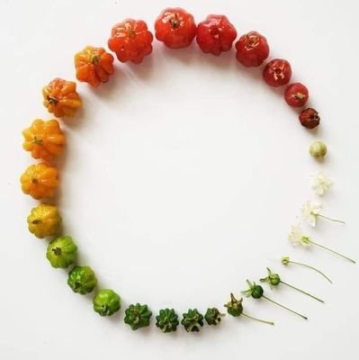 cocinasinfuego's profile picture. 