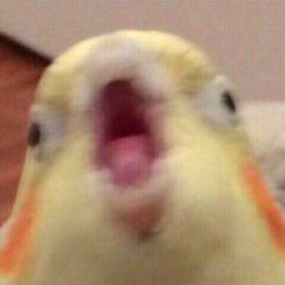 atticus_cringe's profile picture. перекладываю ответственность и JSONы