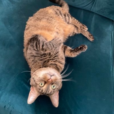 fraaaanreed's profile picture. 