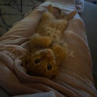 xsimaradijkstra (@simaradijkstra) 's Twitter Profile