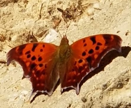 Naturalist/citizen scientist replenishes heaven on earth. Member OH Prairie Association. Green Conservative! Smartass. She/her/Grandma.