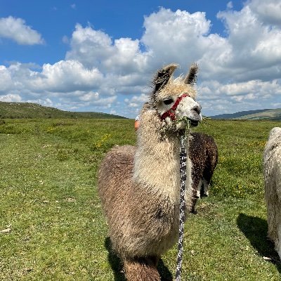 Dartmoorllama's profile picture. Llama trekking on Dartmoor, Self Catering cottages and a breeding herd of Alpacas, we produce yarns and knitwear from our Alpaca fleeces.