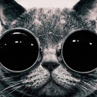 Aurelio15 (@dongattt) 's Twitter Profile