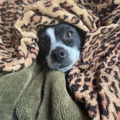 vermontslopes's profile image