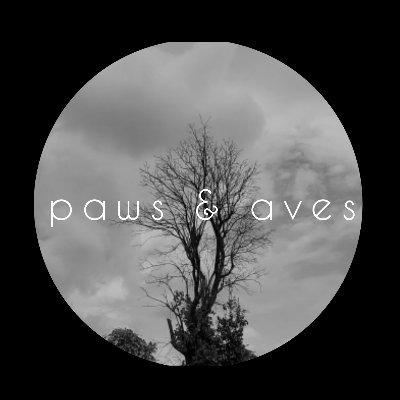 PawsAves's profile picture. Nature • Aves • Wildlife • Photography
