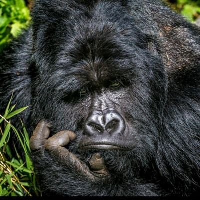lamak425's profile picture. 