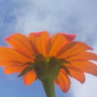 Tiger Lilly (@suseyblue) 's Twitter Profile Photo Tiger Lilly (@suseyblue) 's Twitter Profile Photo