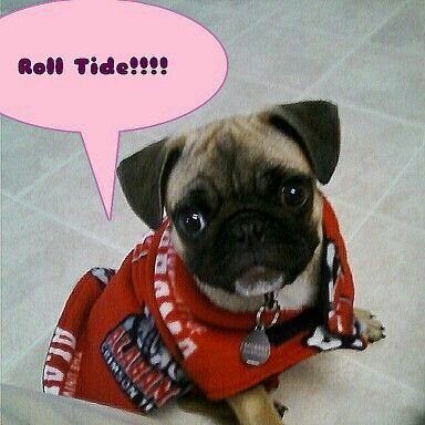 Crimsonpug94's profile picture. Pugs! Football! Bama! Occasional drinker 🤟