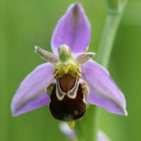 Huntingdonshire Fauna & Flora Society(@Fauna_Flora1948) 's Twitter Profile Photo