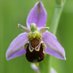 Huntingdonshire Fauna & Flora Society (@fauna_flora1948) Twitter profile photo Huntingdonshire Fauna & Flora Society (@fauna_flora1948) Twitter profile photo
