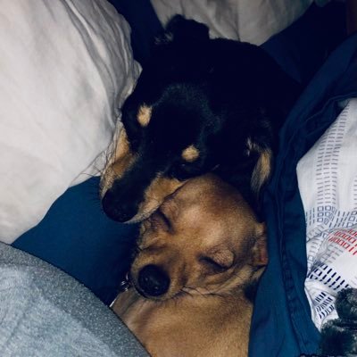 LukaNiko77's profile picture. Playful & Clumsy.. Smart & Sassy.. #AMC ❤️.. Not financial advisors.. Experts in playing, eating, ❤️ 🙌happy 2 be pandemic 🐶 rescues 🐕😎🐈🤤
