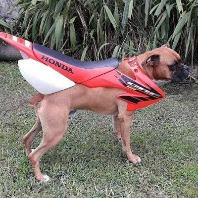 utilizatore666's profile picture. 