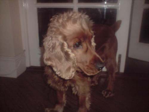 I'm a Red English Cocker Spaniel. Born in Wales on The 4th of July 2002. Live to love, love to live x