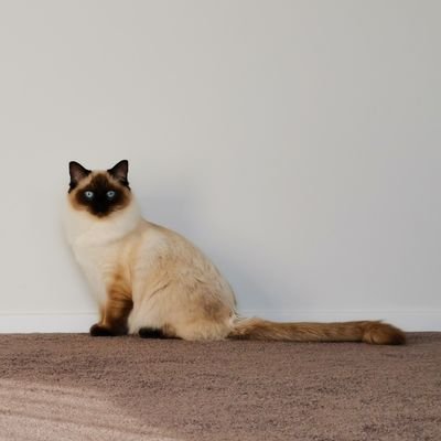 aklddcat Profile Picture