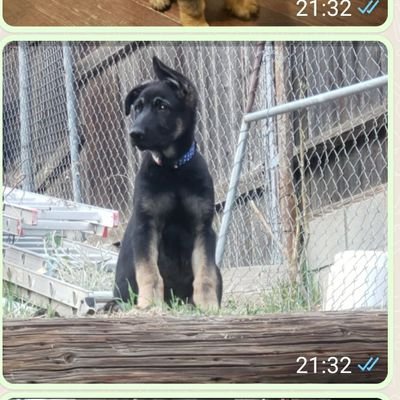 xeno2kx's profile picture. 