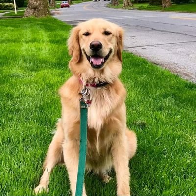 📲 Follow Us | @goldenloversfan
This page is dedicated to featuring #goldenretrievers.
❤️Beautiful #golden #retriever.
Turn on Post Notification🐾