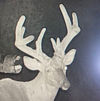 BuckContest Profile Picture