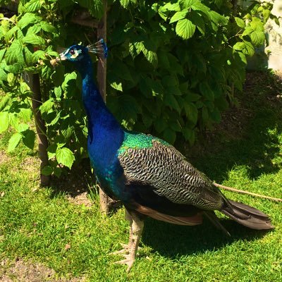 More commonly known as Estaloy, Formosa or Mamayki
I insanely love Peacocks.